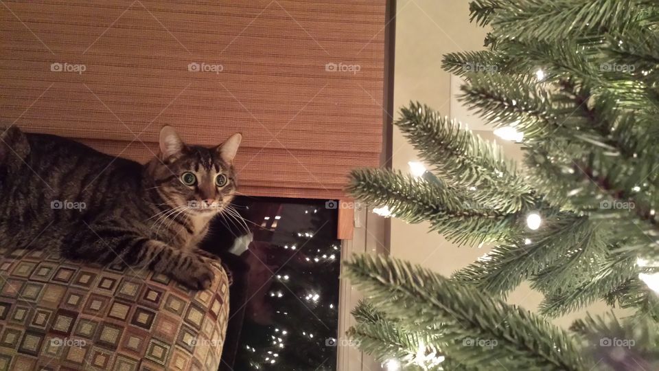 Christmas Cat. My cat is fascinated by Christmas trees
