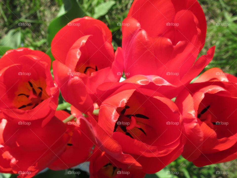 red tulips the first spring flowers in the garden