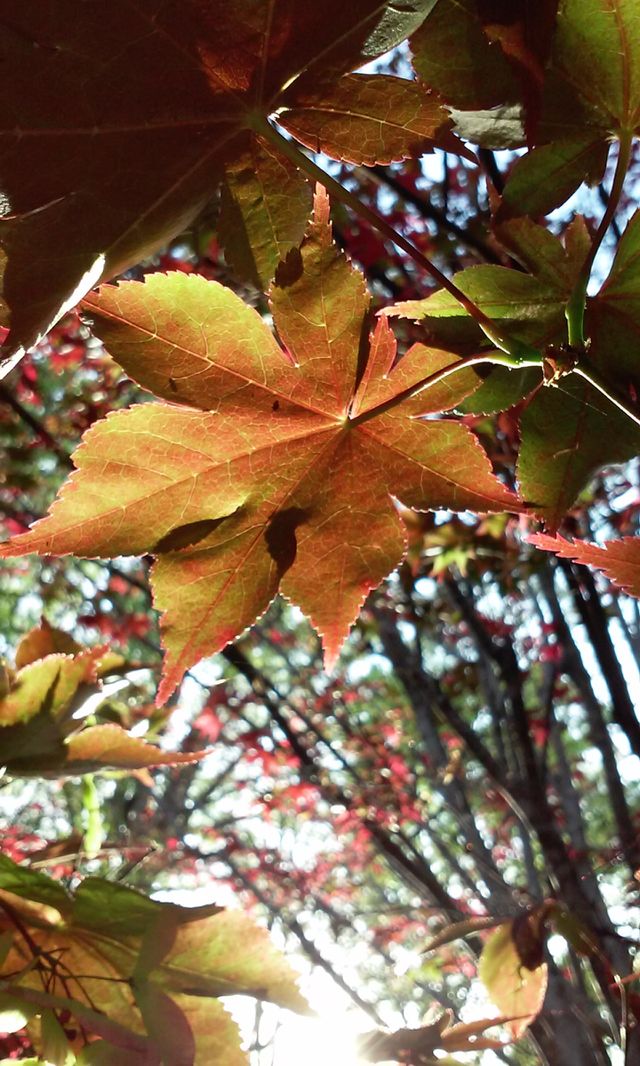 Japanese maple