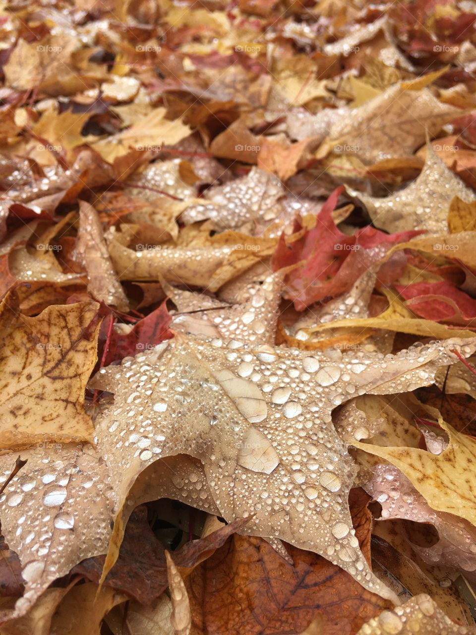 Fall leaves after rain