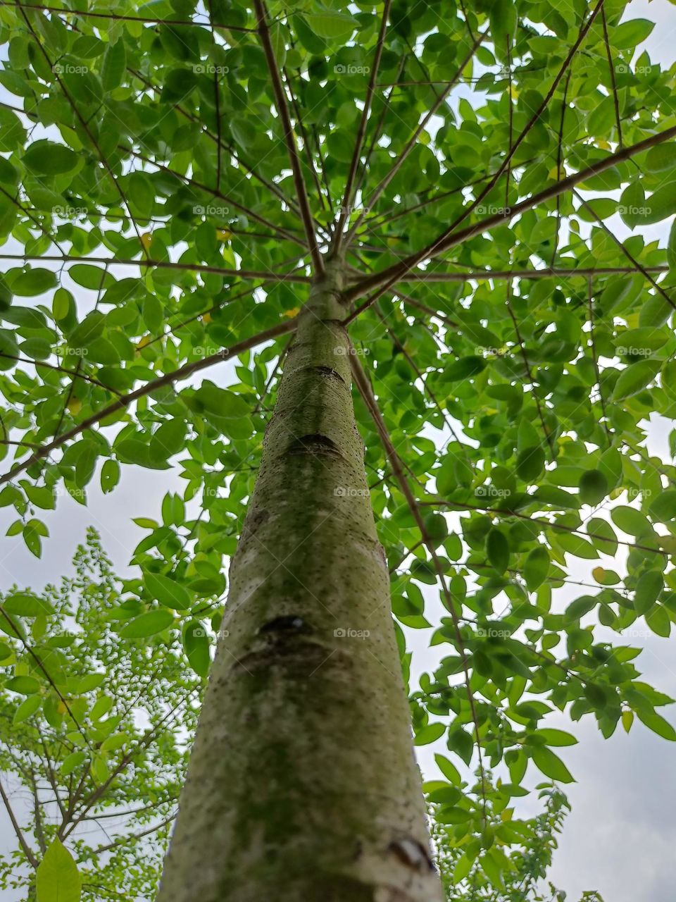 Be authentic:Go green