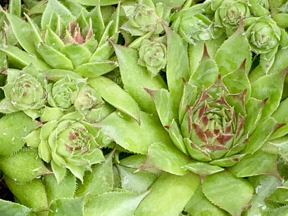 Succulents 