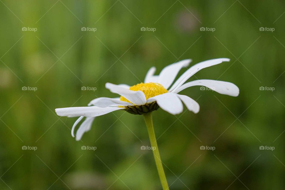 Chamomile