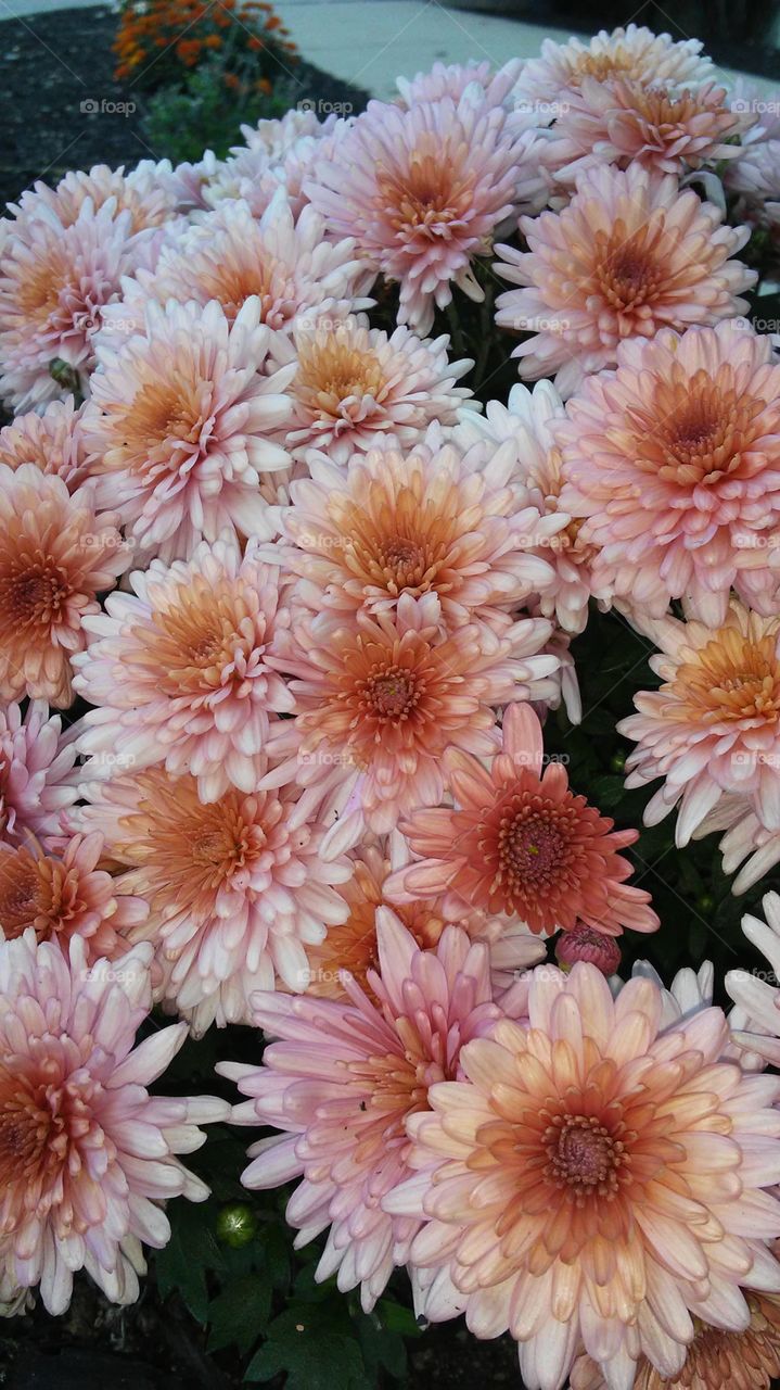 Flower, Nature, Flora, No Person, Petal