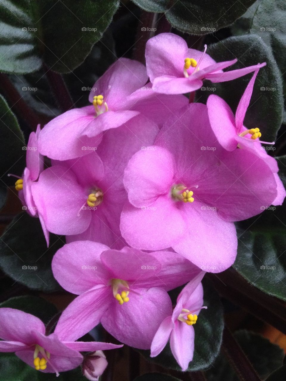 African violet