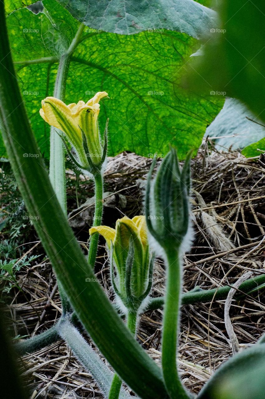 Squash plant flowering to bear fruit.