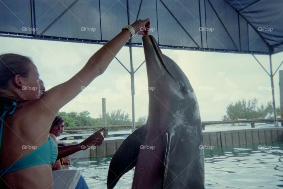 Dolphin feed. Tall dolphin