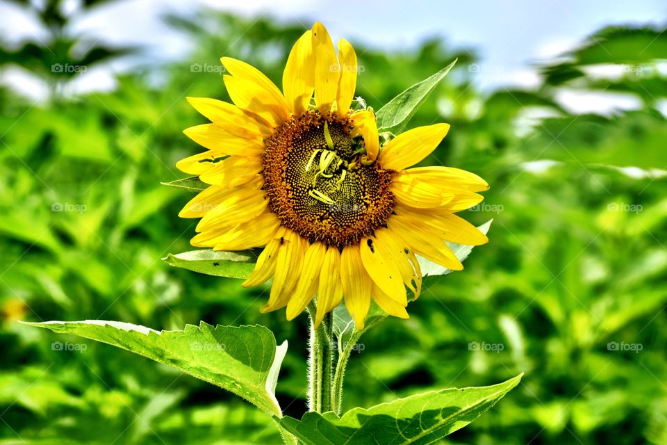 Sunflower in a field 