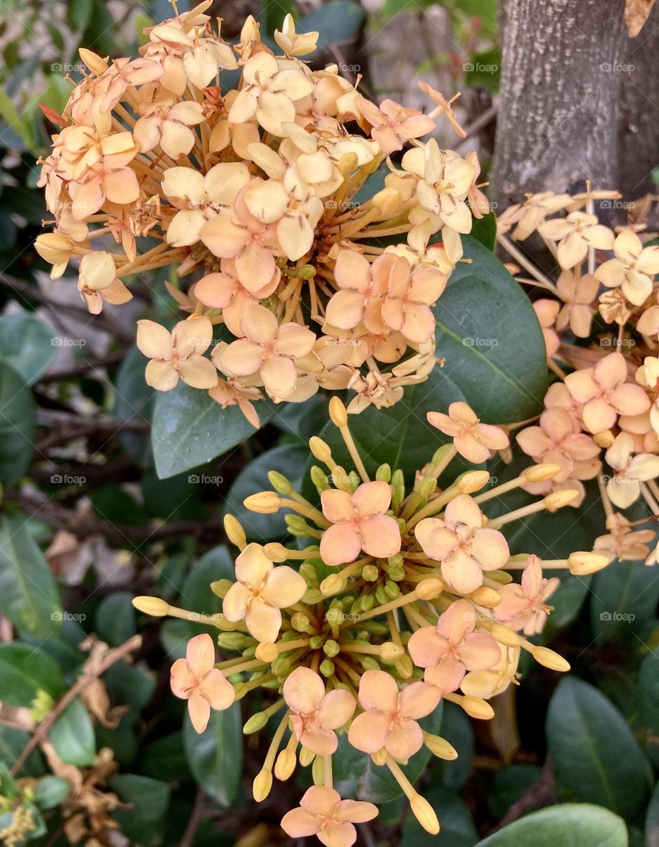 🌹 🇺🇸 Very beautiful flowers to brighten our day.  Live nature and its beauty. Did you like the delicate petals? / 🇧🇷 Flores muito bonitas para alegrar nosso dia. Viva a natureza e sua beleza. Gostaram das pétalas delicadas? 