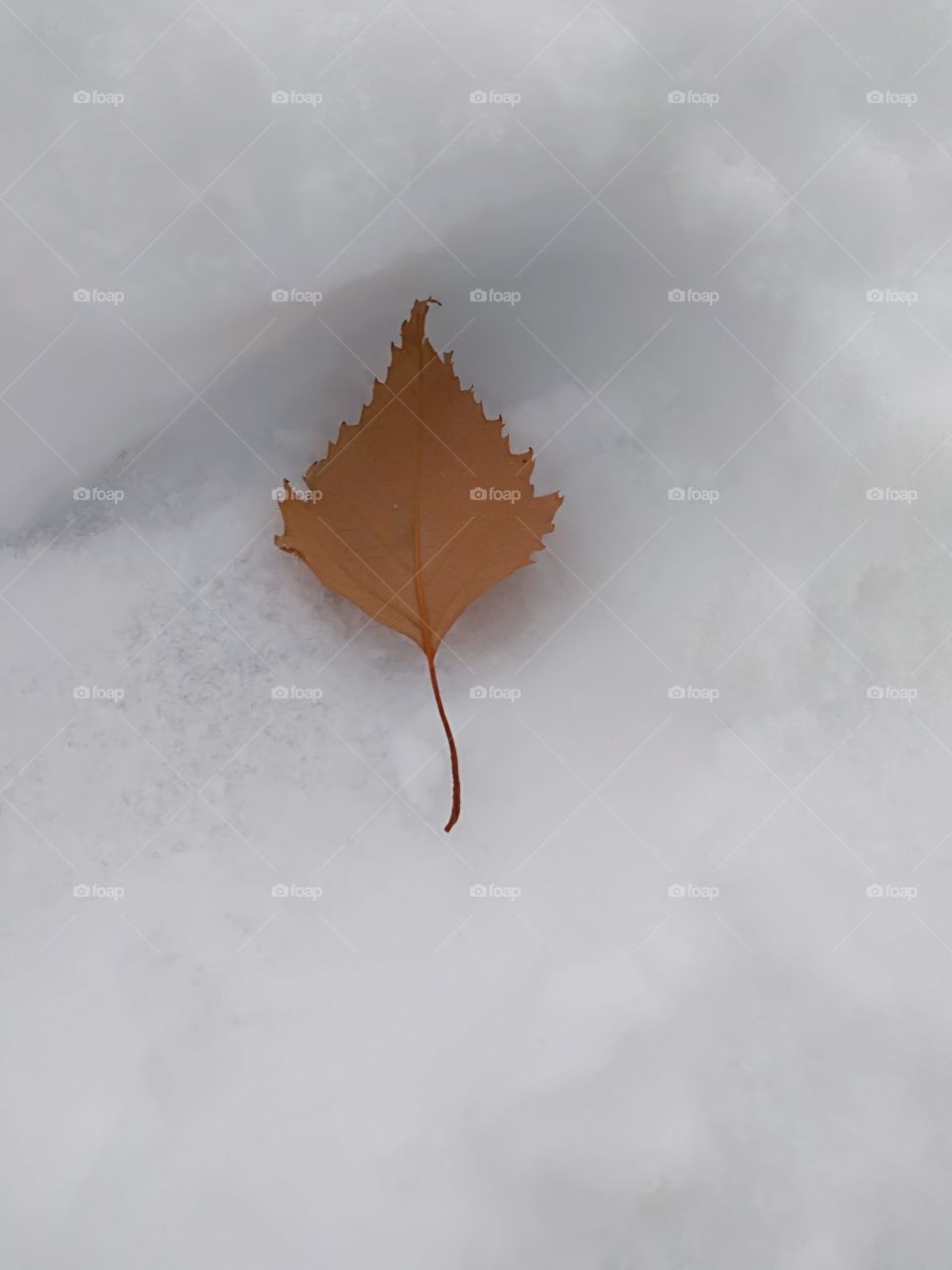 brown dead leaf