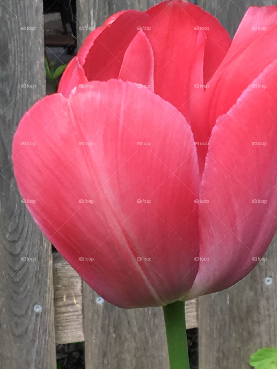 Dark pink tulip head