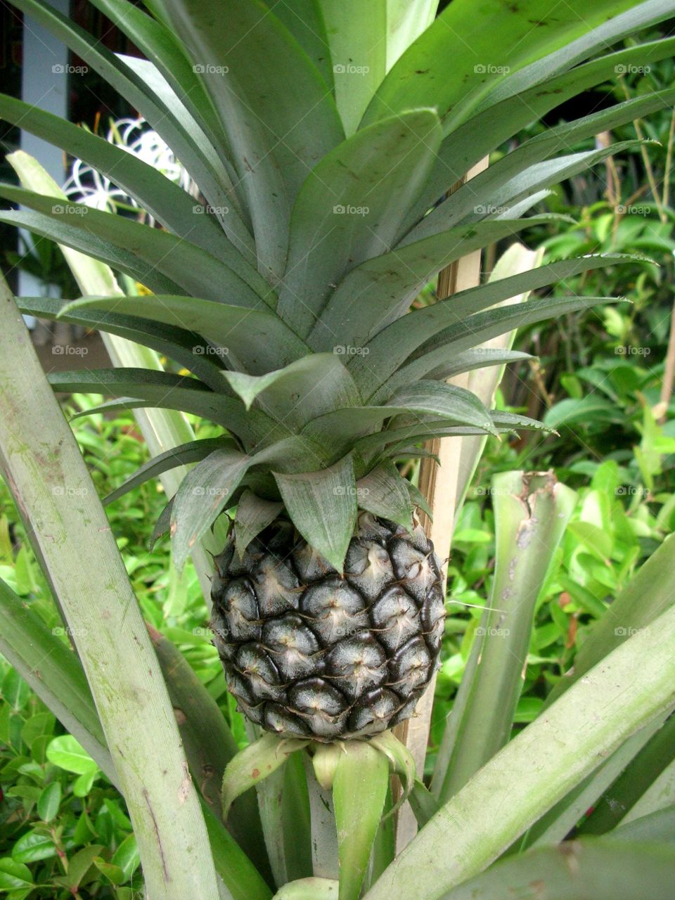 pineapple. fruit