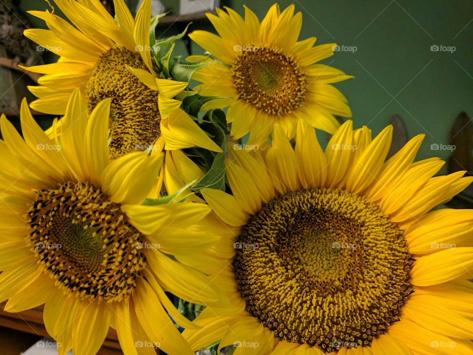 Happy sunflowers