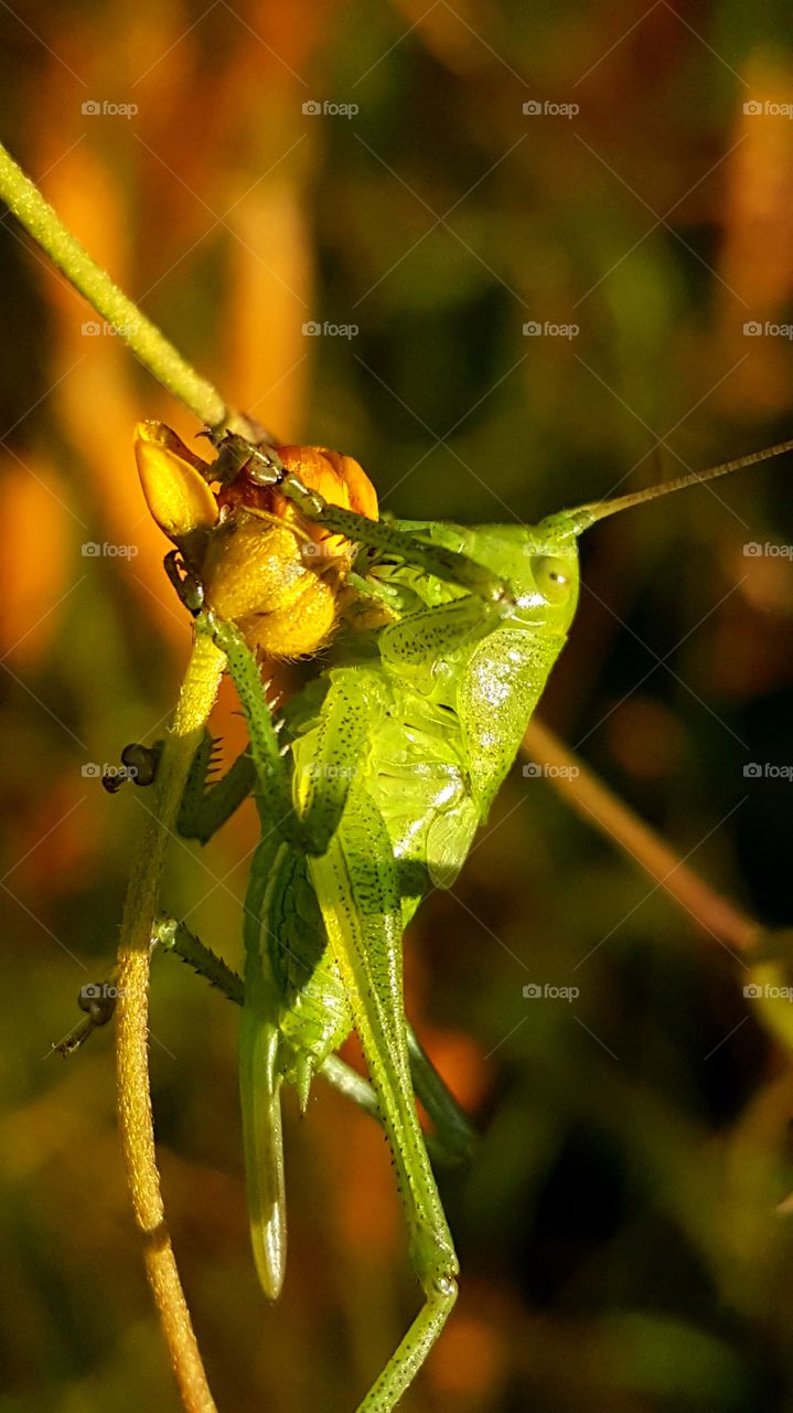 Grasshopper is eating breakfast