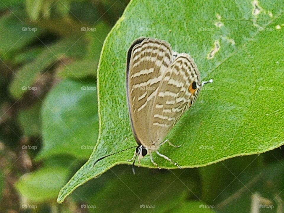 A beautiful little butterfly perched on a leaf