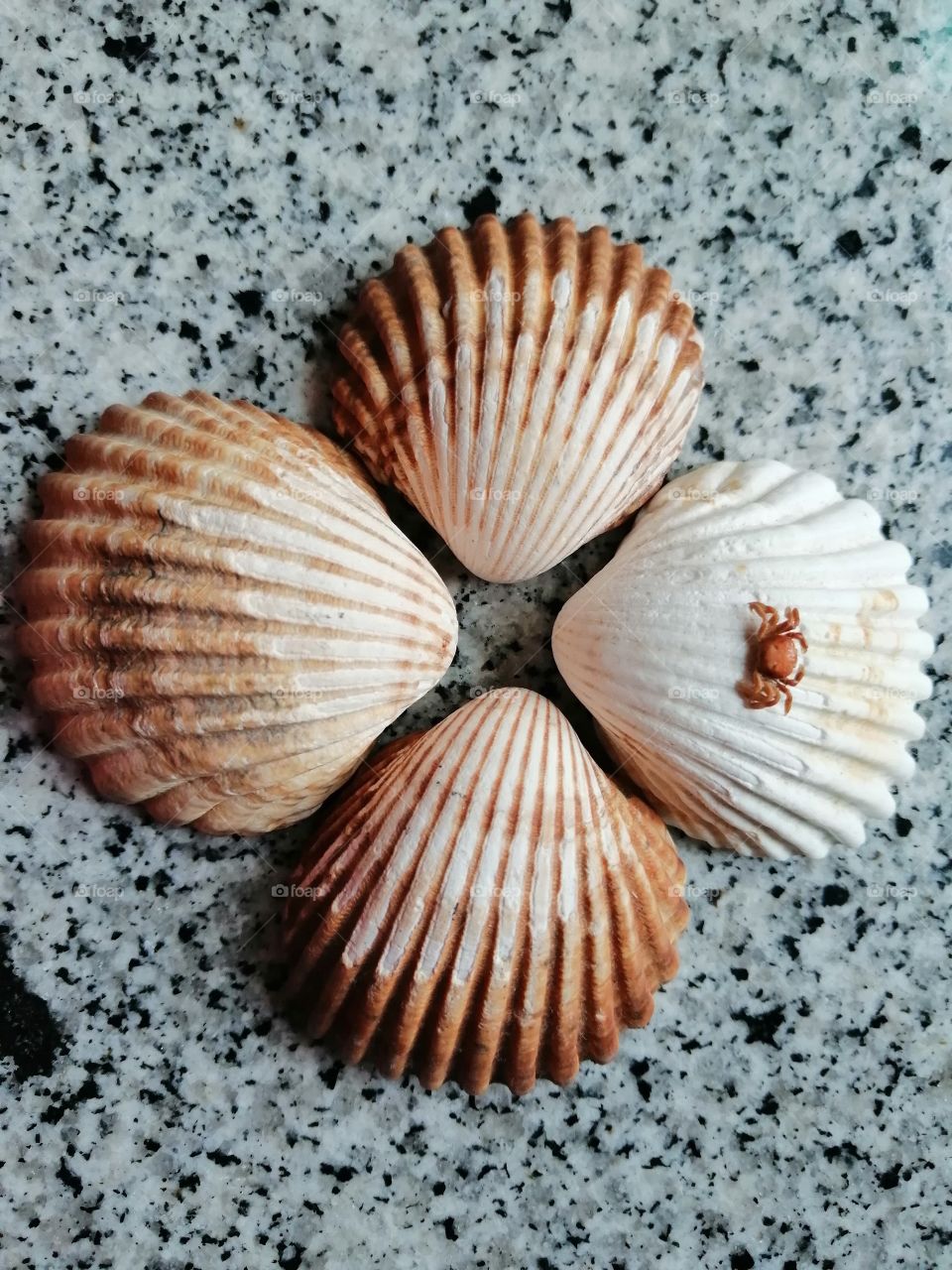 Colorful shells