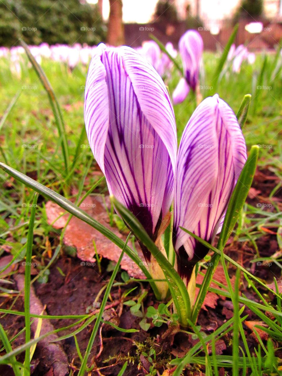 crocus