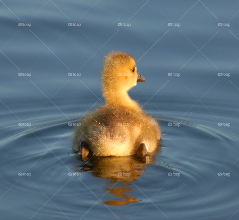 Baby's first swim