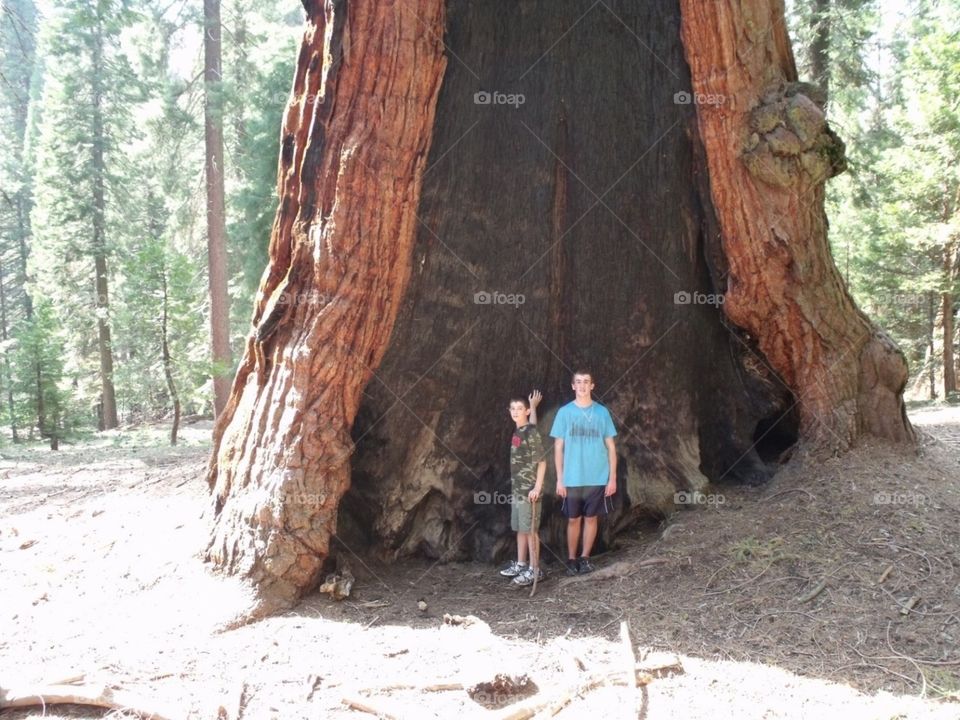 Redwood tree