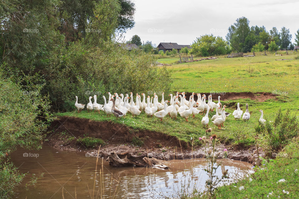 Geese on the river