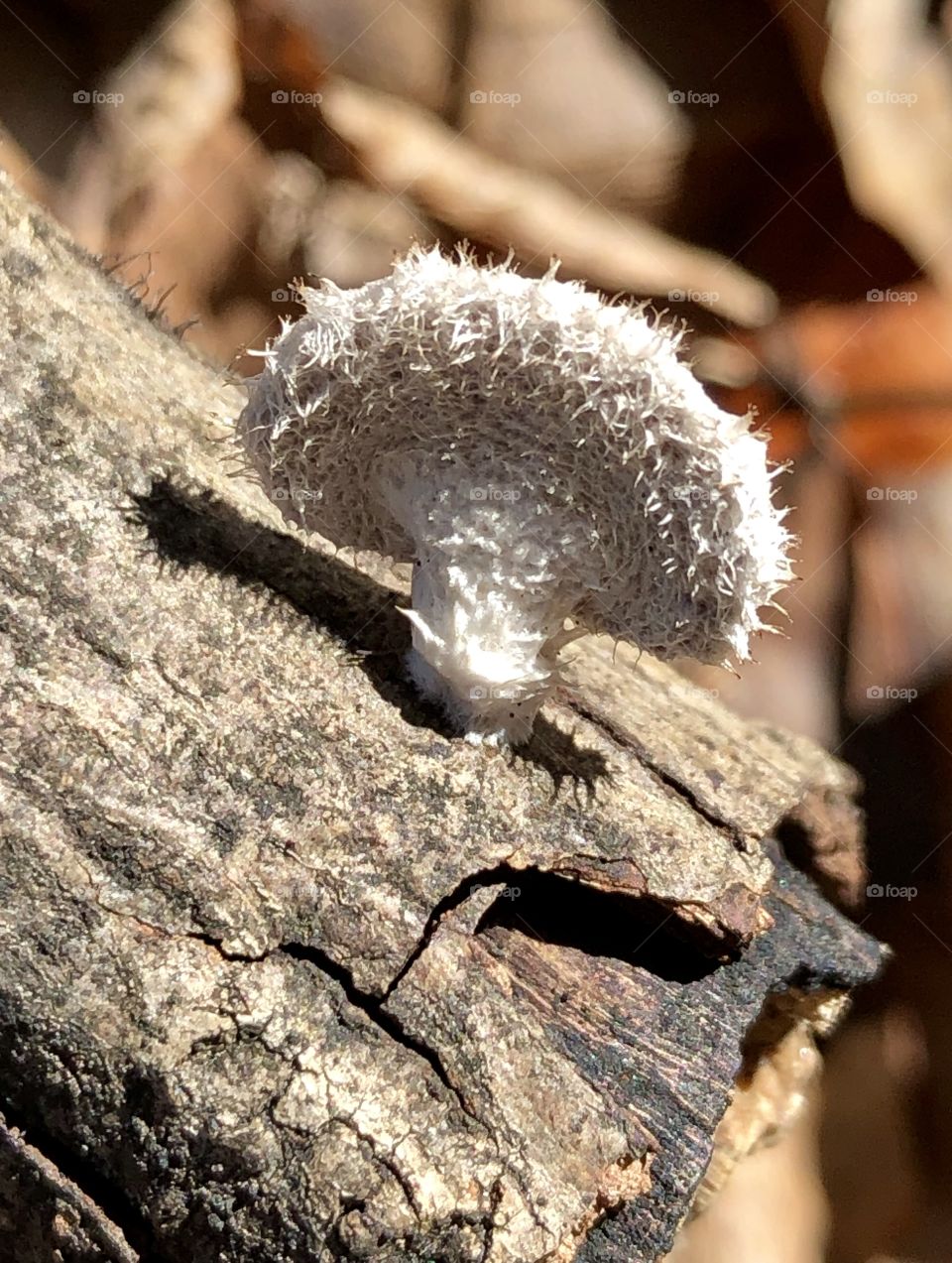 A surprise find; a tiny spiked white mushroom growing from an old broken tree branch-