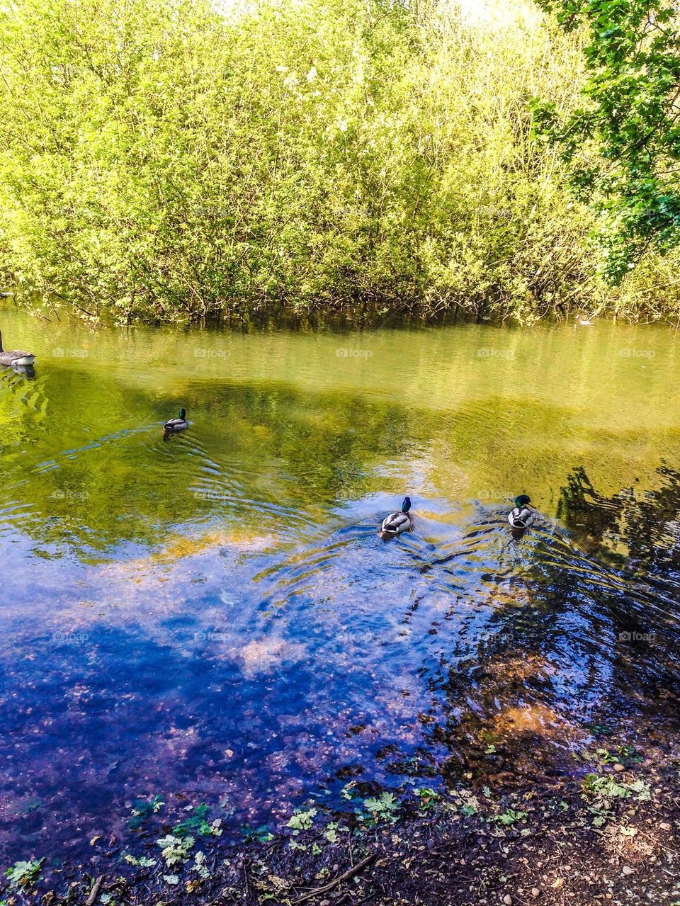 Ducks