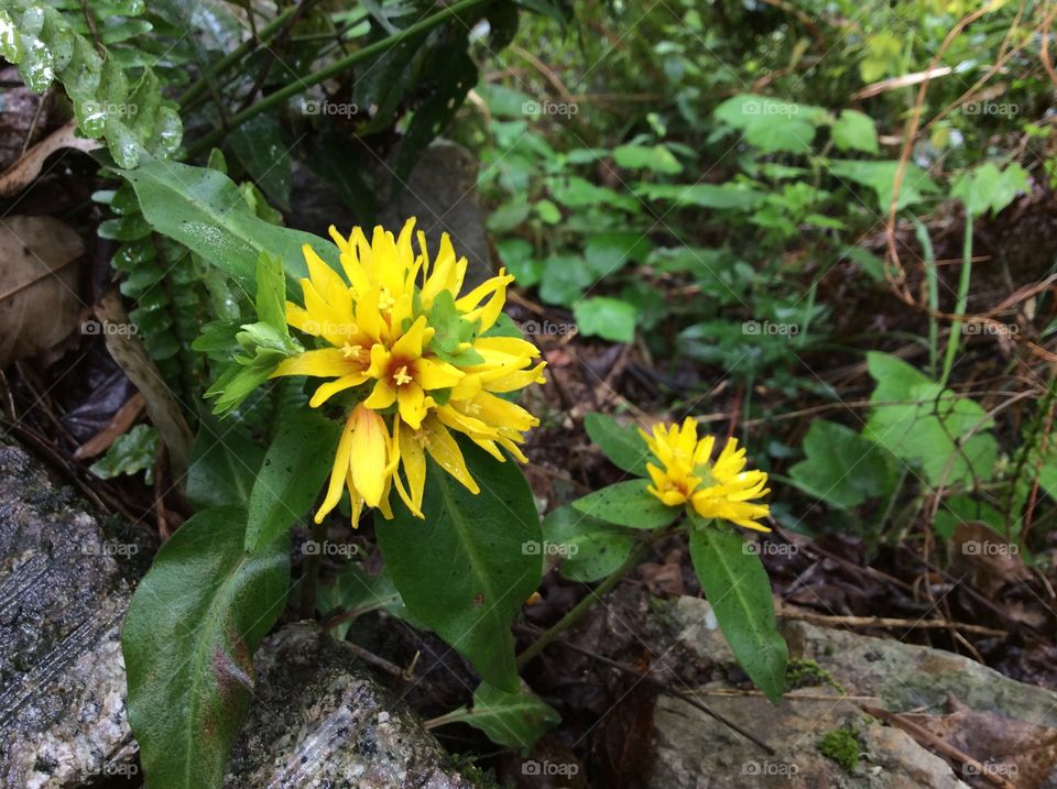 yellow flower. treking into deep forest, you'll see so many unique plants