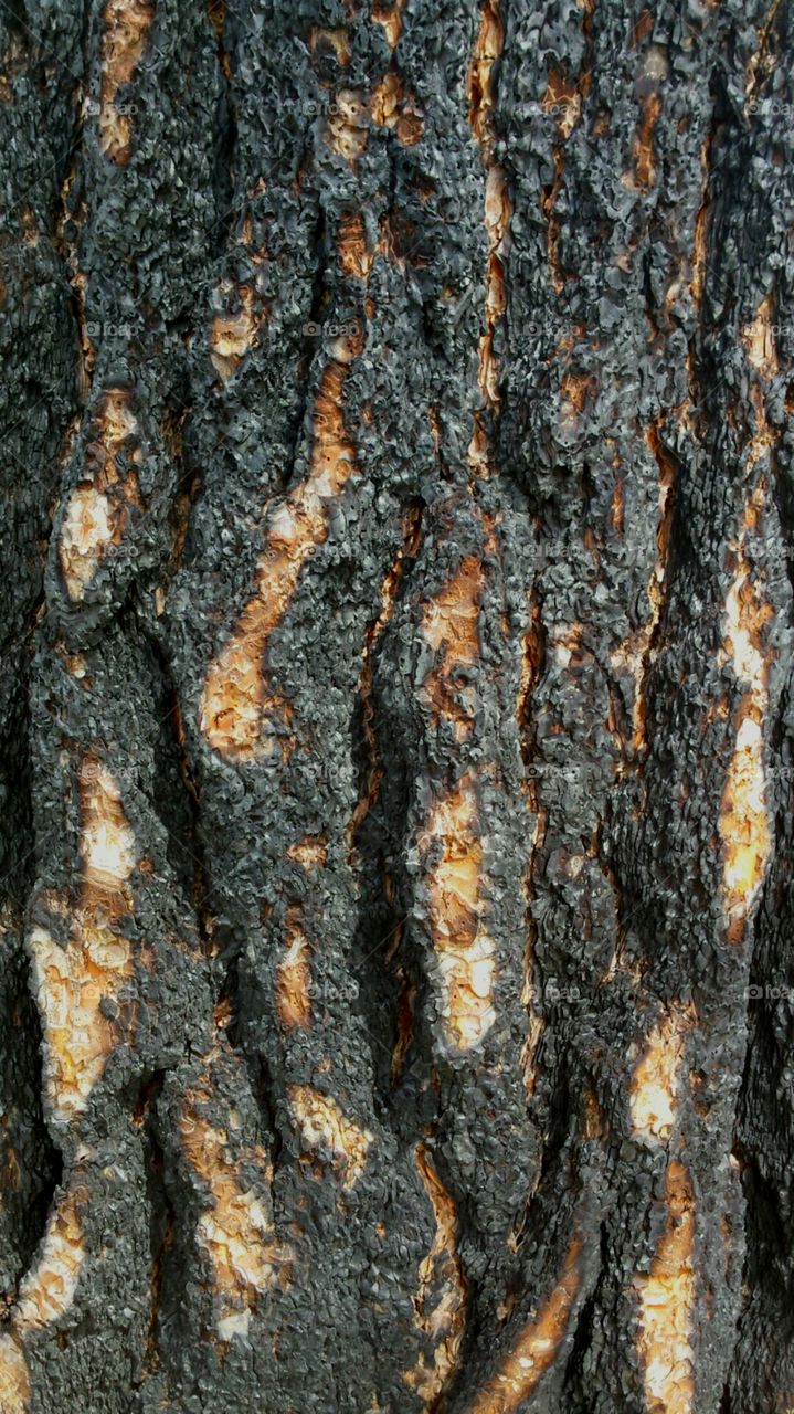 Charred Pine Tree Texture