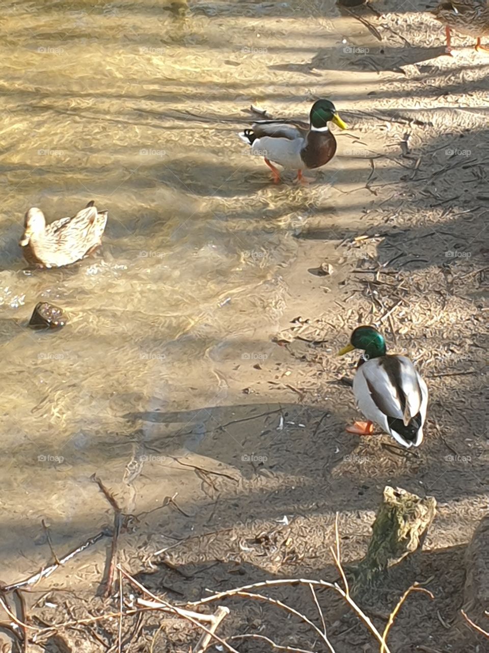 Enten