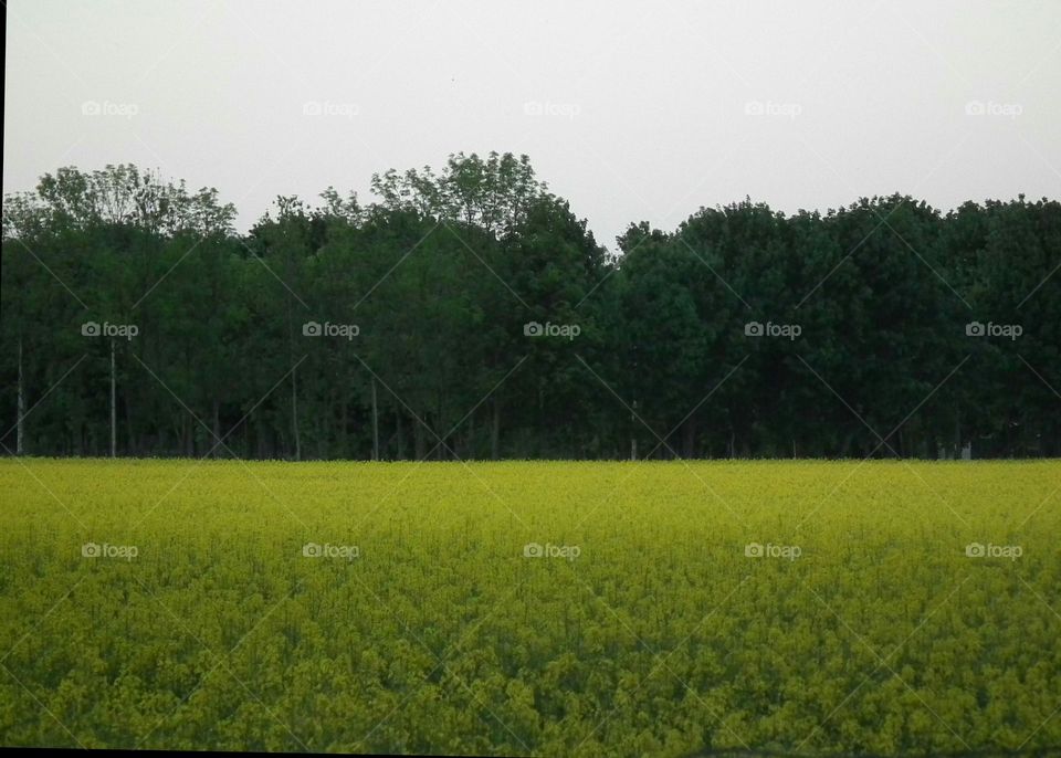 field