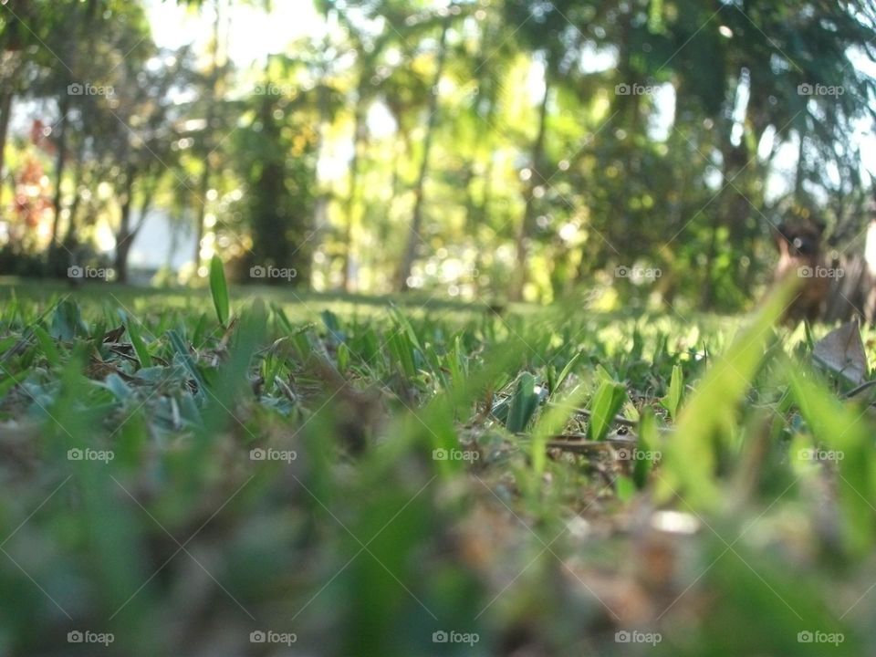 O estudo do foco espontâneo.