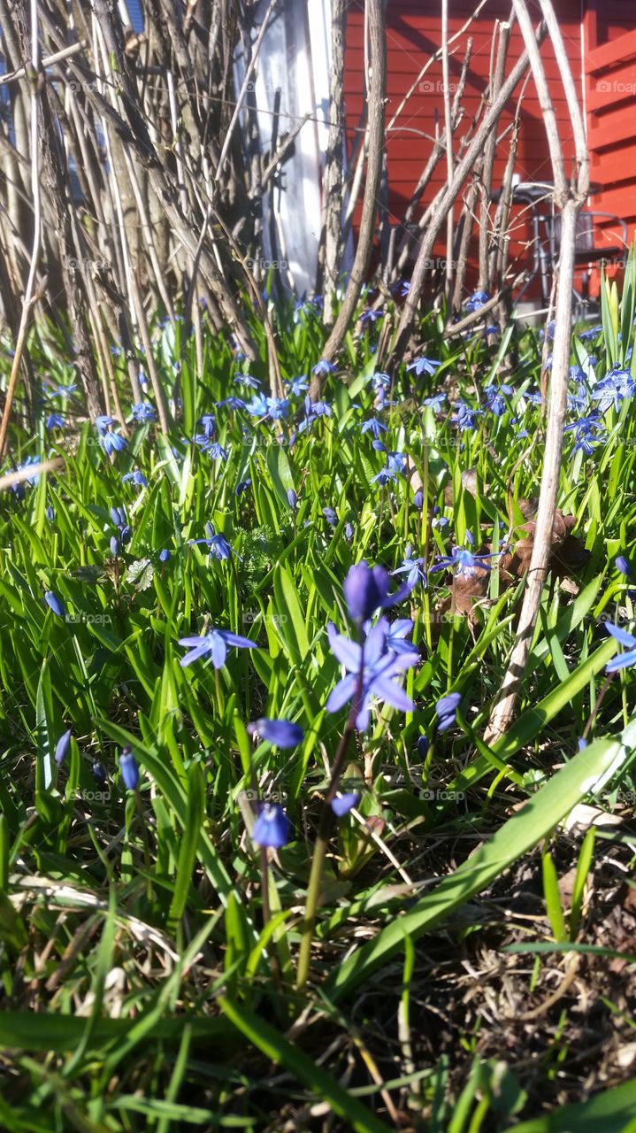 spring flowers