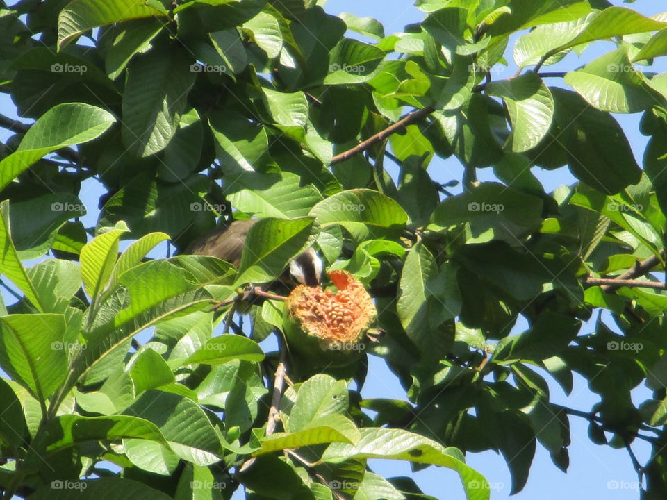 bird on tree