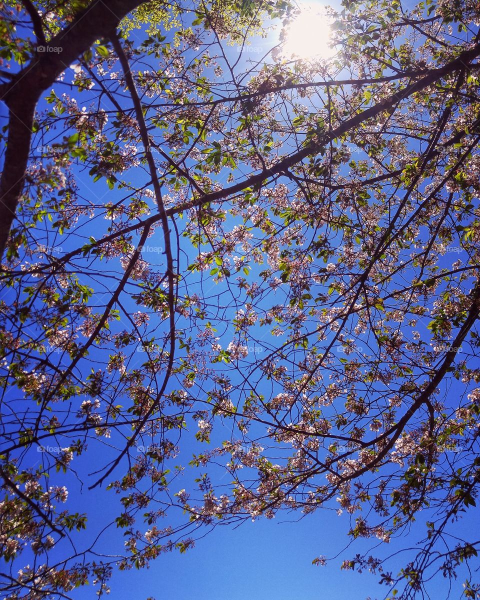 blue sky with branches