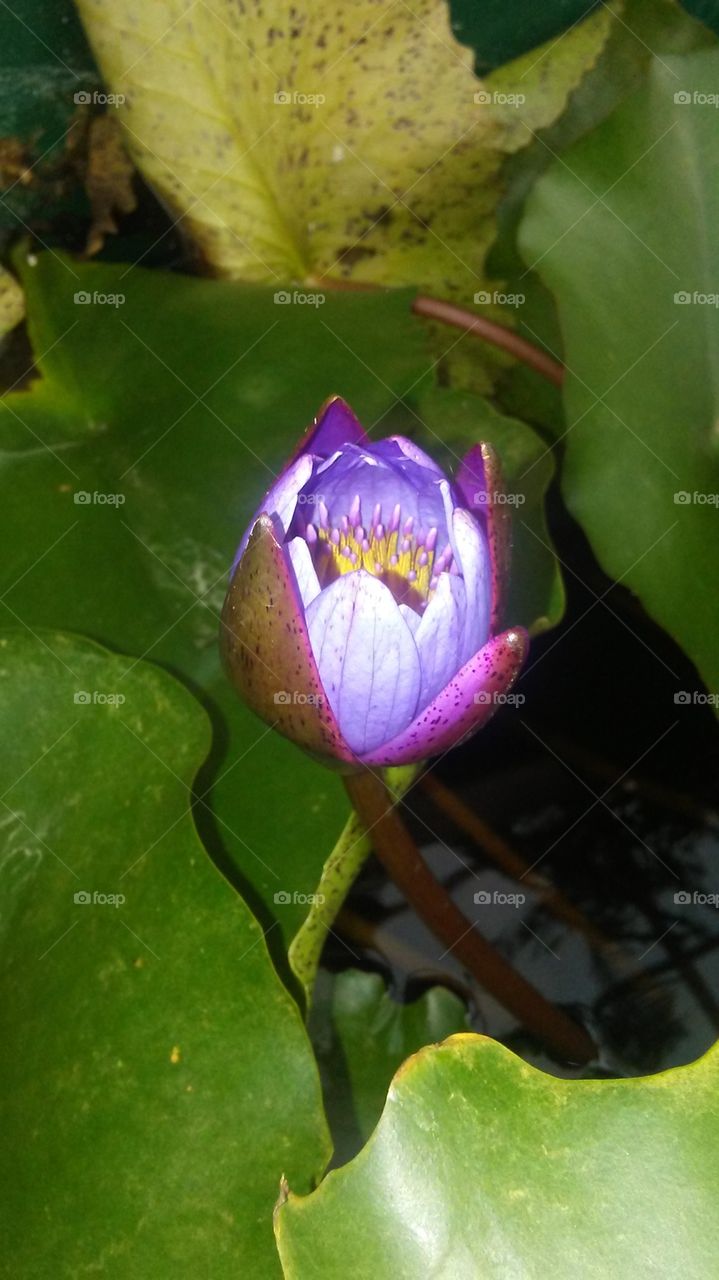 Lotus blooming