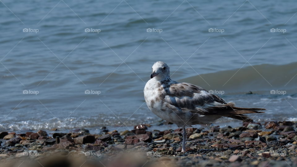 Seagull