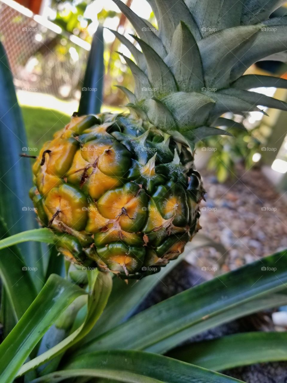 Growing a pineapple