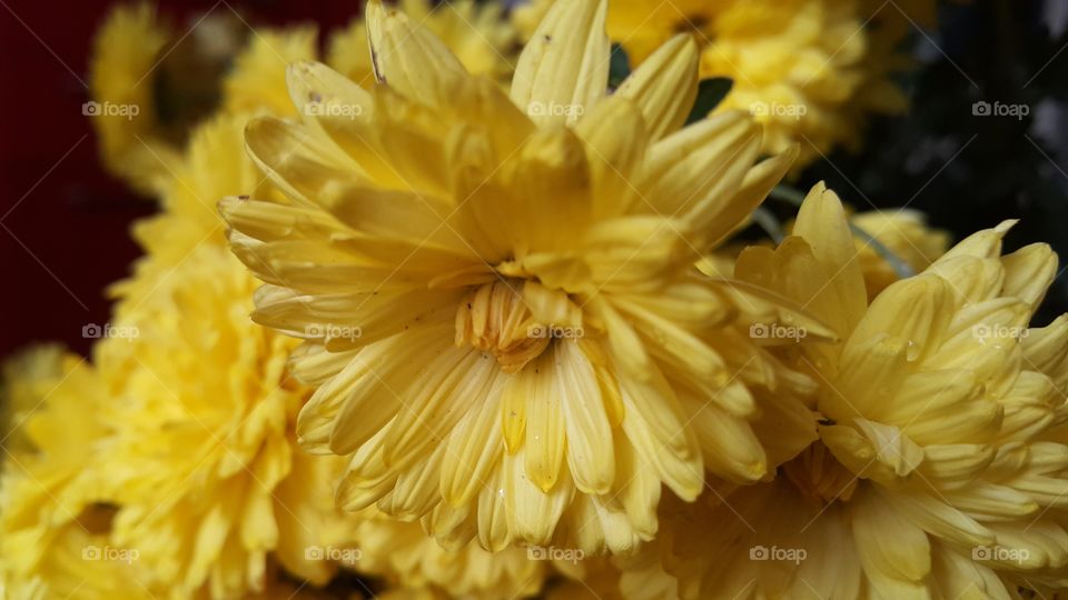 Yellow flowers chrysanthemum