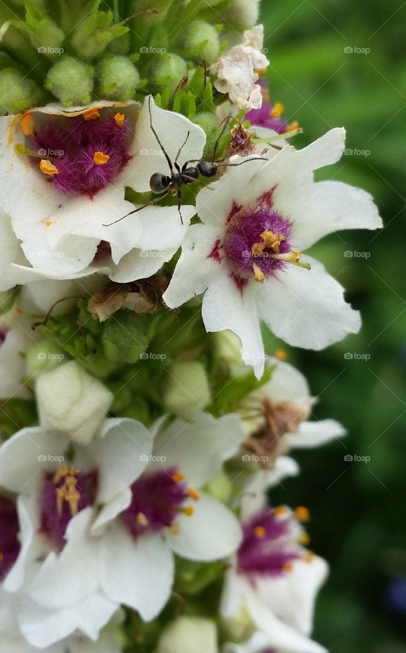 A little ant on a wild flower
