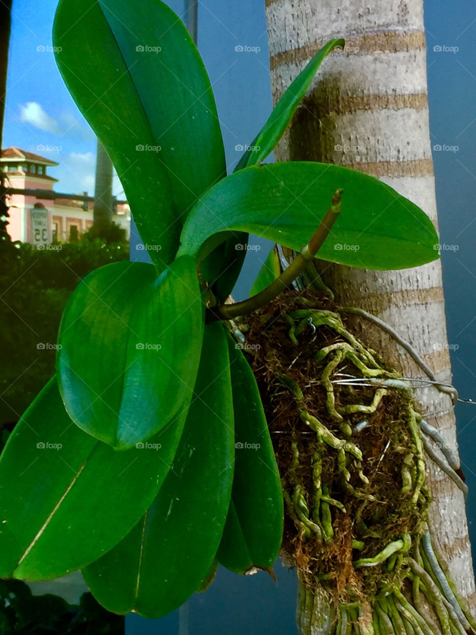 Orchid on tree