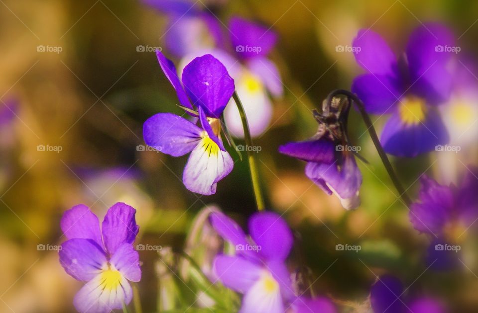 Purple violets flowers