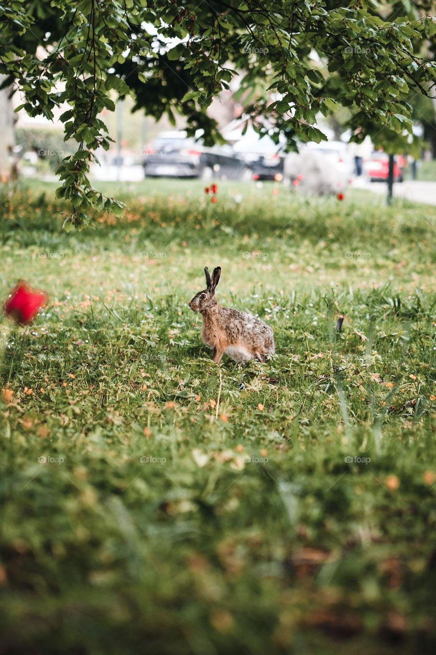 Photo of a wild bunny or rabbit