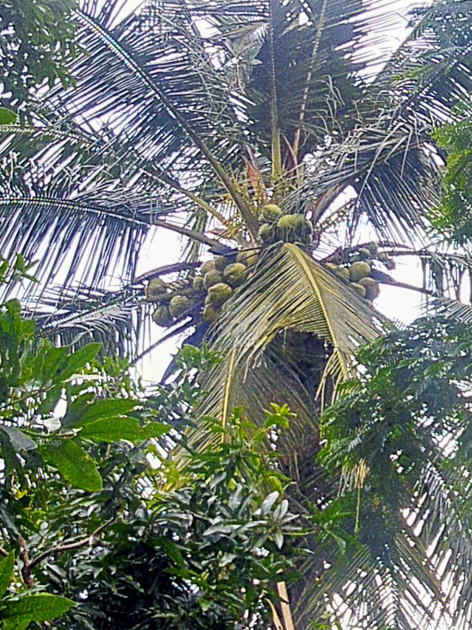 Coconut tree with lots of fruit
