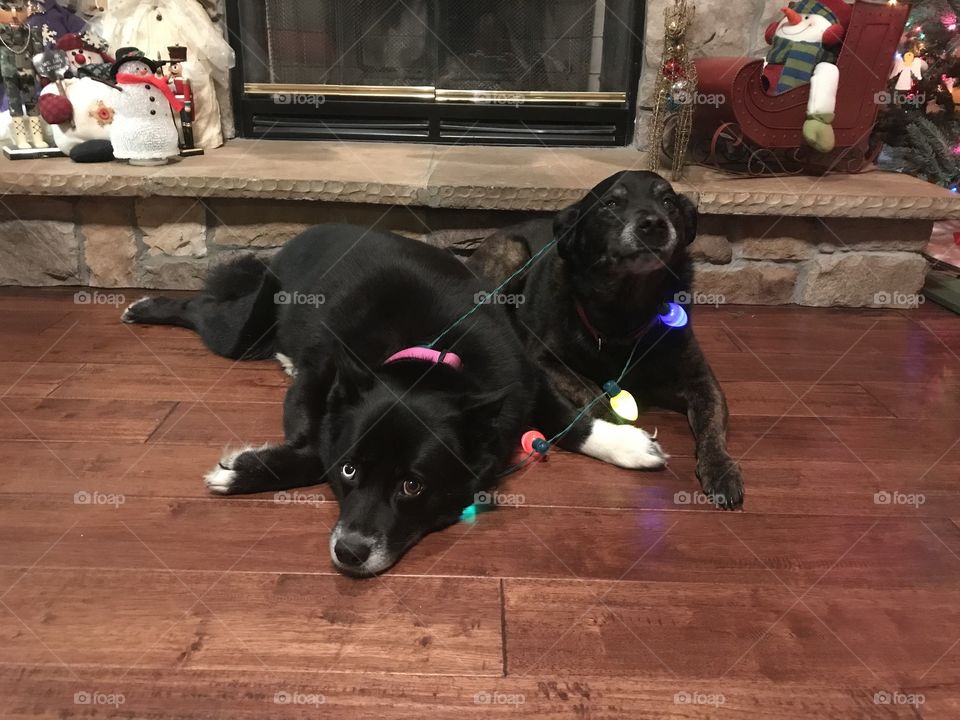 Christmas pups