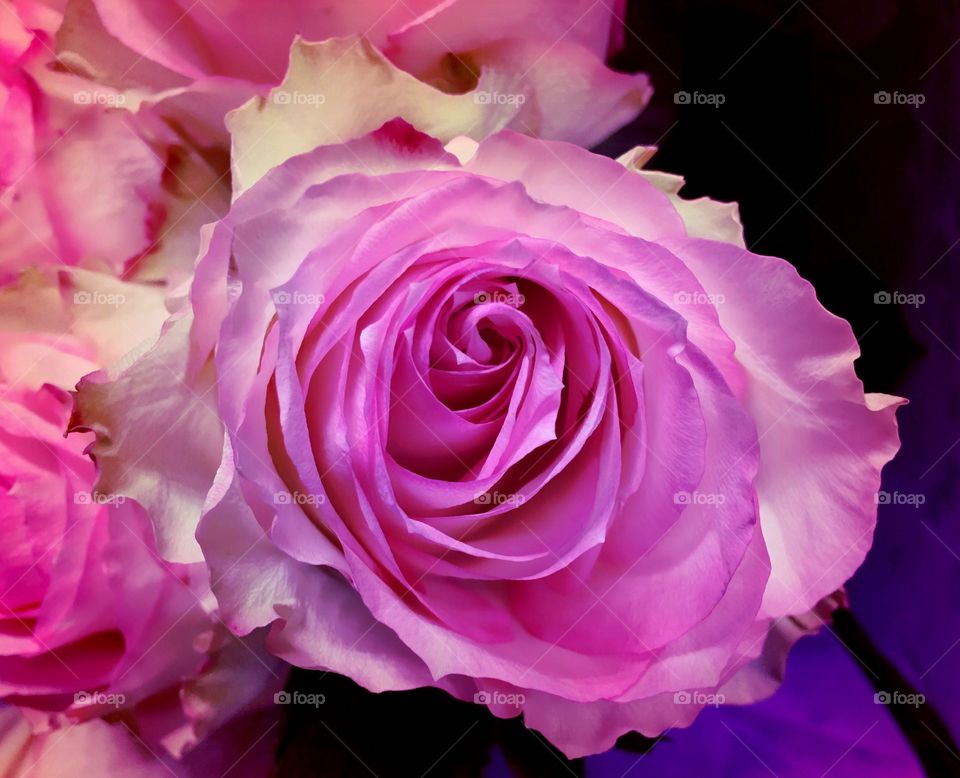 Pink rose
