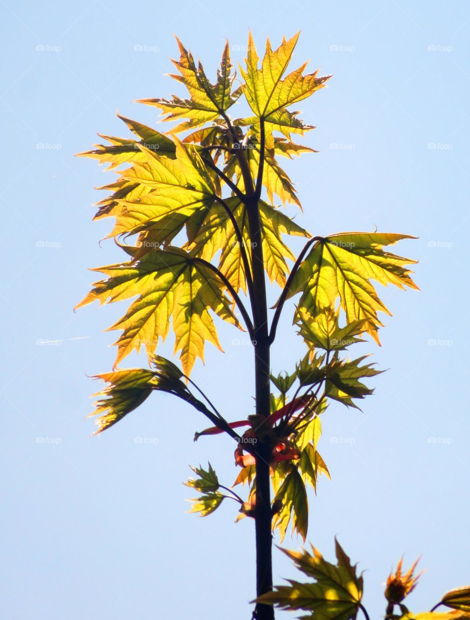 translucent leaves