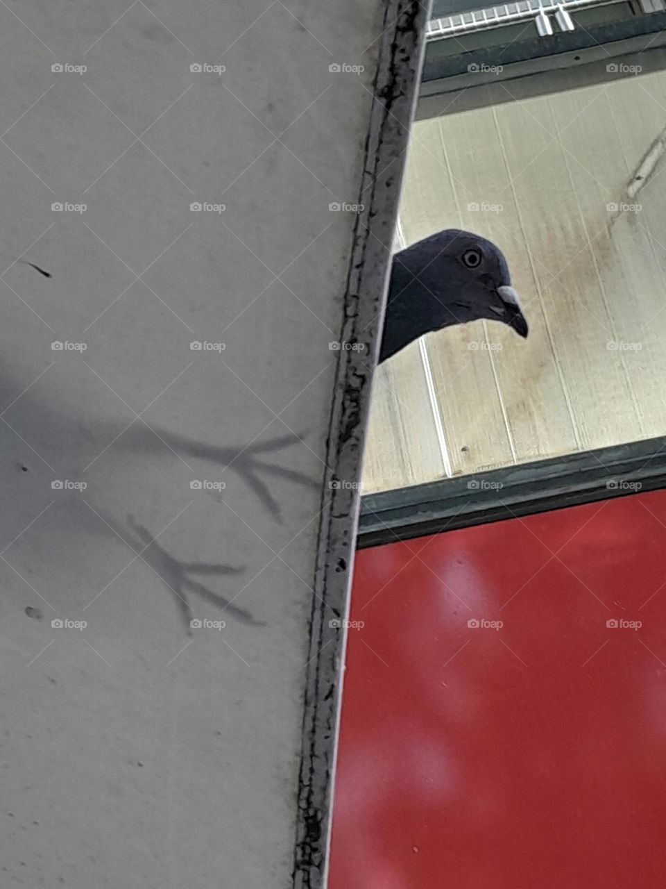 a pigeon, looking down at us with curious eyes, as if its feet aren't connected with its body.
