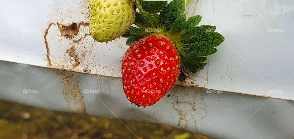 Two strawberry nice view
