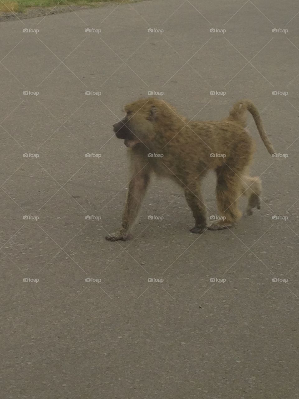 Monkey on Safari
