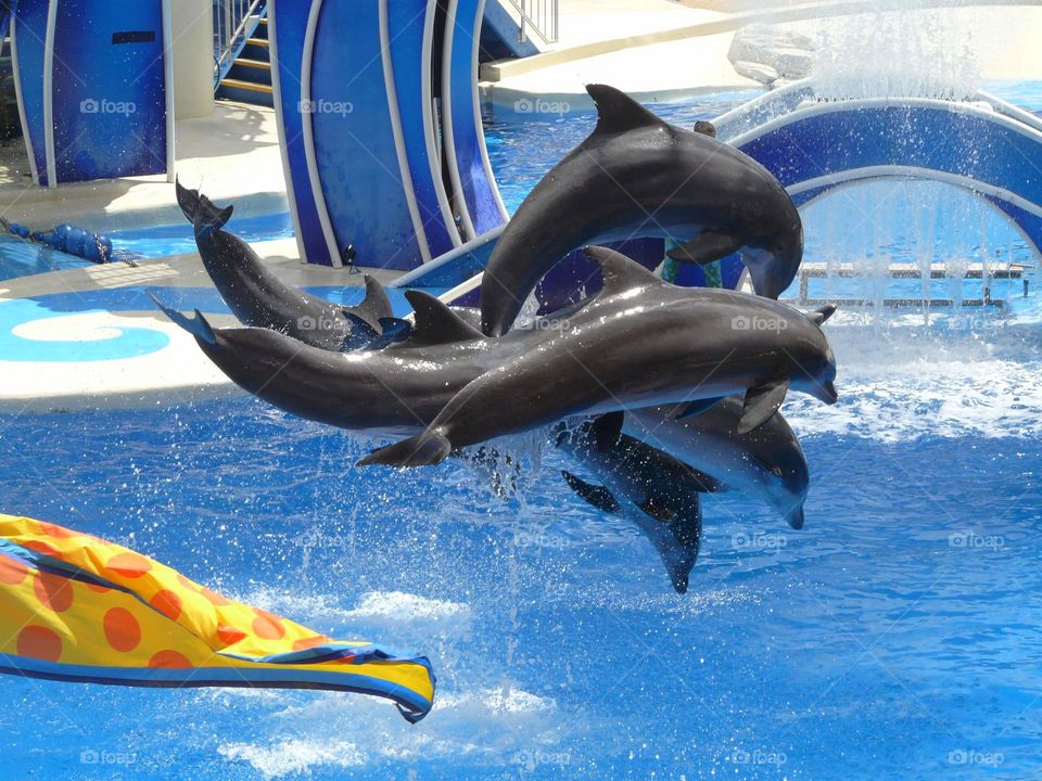 a group of dolphins jumping together out of the water in a show from sea world.